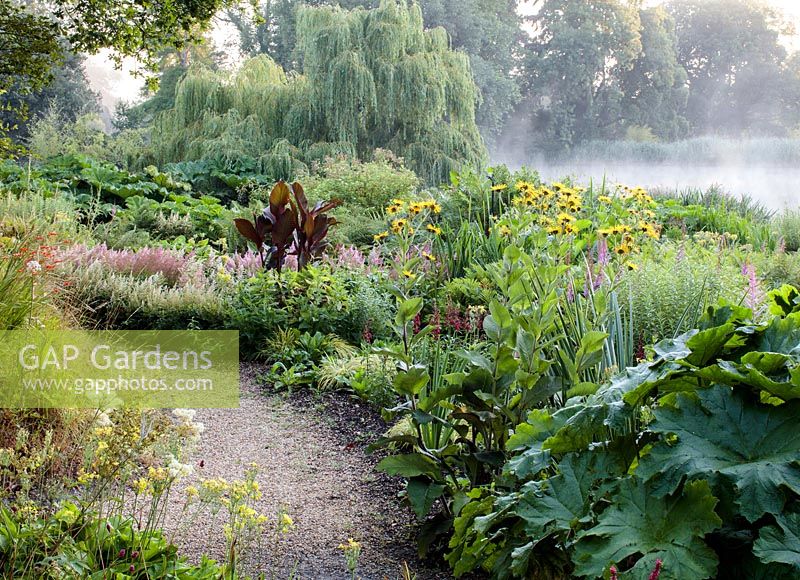 Bog garden with: Inula hookeri, Astilbe chinensis and Gunnera manicata, gravel path 