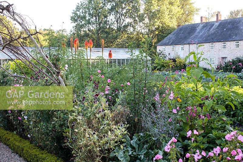 The walled kitchen garden edged with flowers for cutting and display including Lathyrus odoratus -sweetpeas, Malva moschata - musk mallow, and Kniphofia uvaria - red hot pokers.  