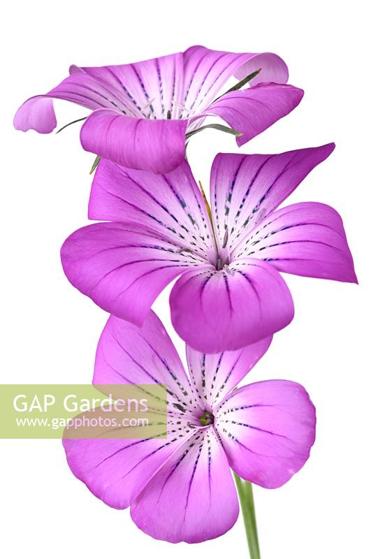 Agrostemma githago 'Milas Purple Queen' 
