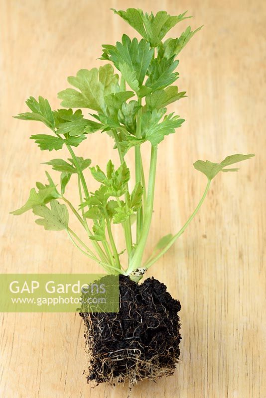 Apium graveolens var. rapaceum 'Monarch' AGM Celeriac. Young plant started in individual cell tray ready to plant out.