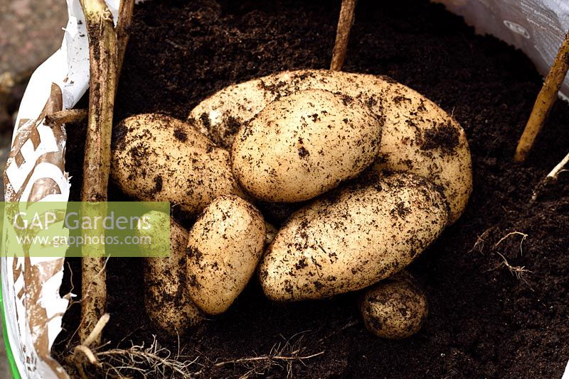 Solanum tuberosum  'Arran Pilot'. First early potato. Freshly lifted tubers grown in compost in re-used bulk perlite plastic sack.