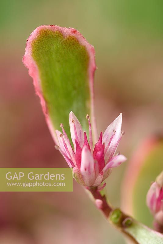 Sedum spurium  'Tricolor'  Crimson stonecrop 