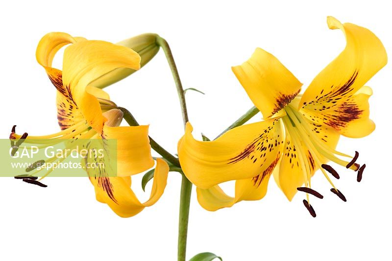 Lilium  'Yellow Bruse'  Asiatic Lily  