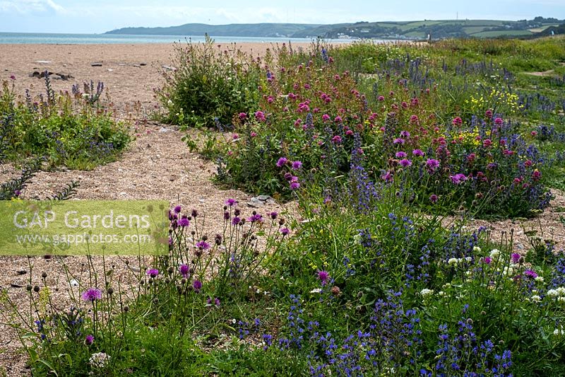 Wildflowers including Viper's Bugloss, Knapweed, Valerian and Wild Carrot, Slapton Sands, South Devon, UK. 