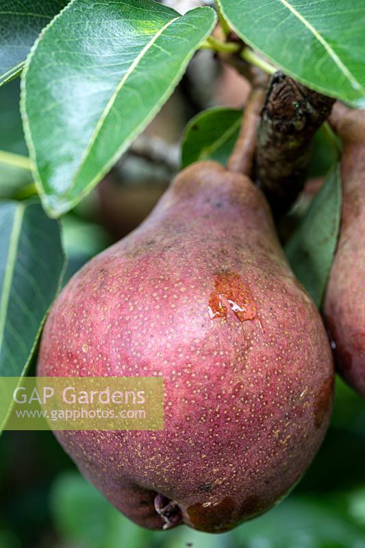 Pyrus - Pear 'Williams Red'