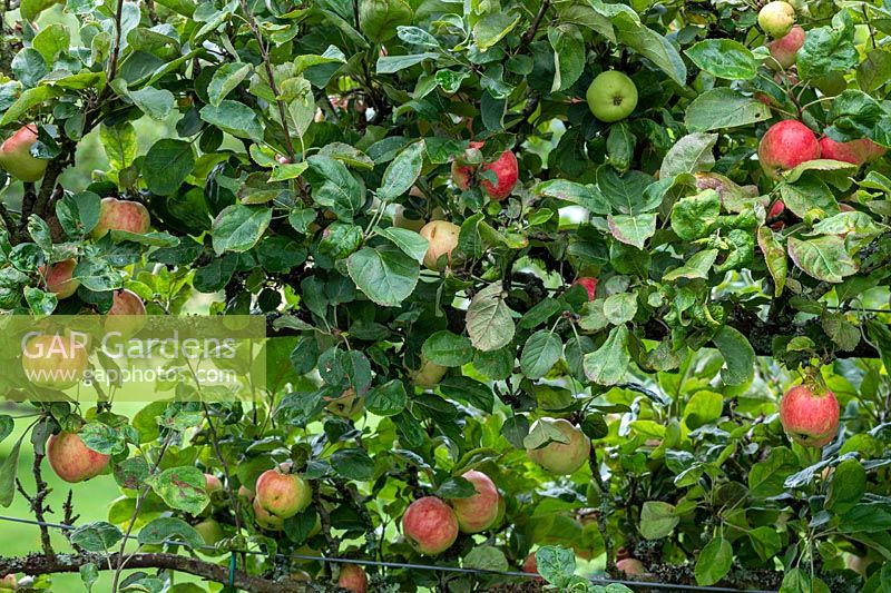 Malus domestica - Apple 'Red Millars Seedling'