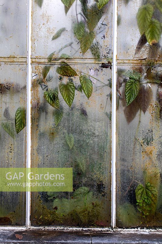 Greenhouse windows with leaves showing through dirty windows