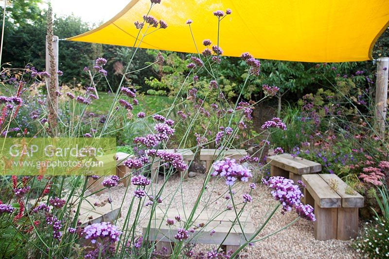 Verbena bonariensis and persicaria with seating area under sail awning beyond -  Sedlescombe Primary School, Sussex