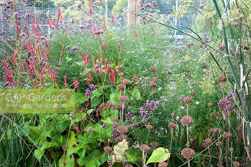 Late summer border with Verbena bonariensis, Persicaria, Phlomis seed heads and Aster - Sedlescombe Primary School, Sussex, UK. 