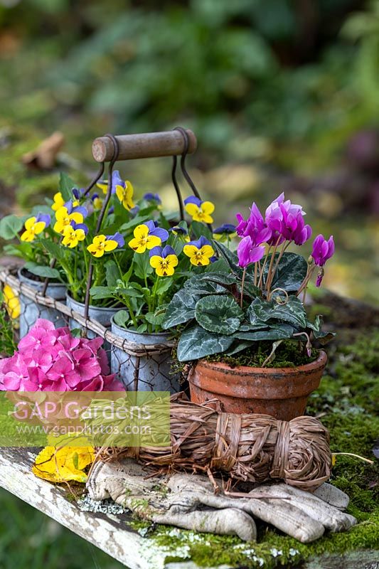 Viola in galvanised pots displayed in wire carrying tray.
