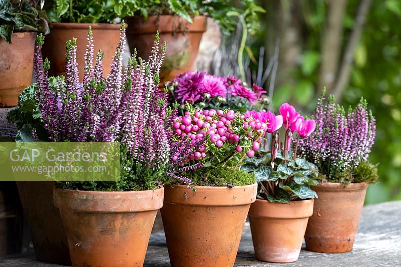 Terracotta pots of assorted autumn-interest plants displayed on wooden surface. 