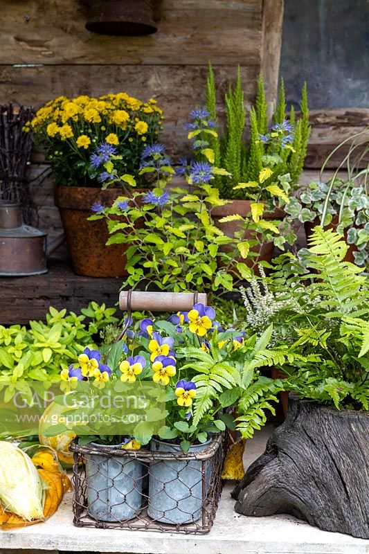 Display of containers with autumn-interest plants, including Viola and ferns, in yellow and gold theme.
