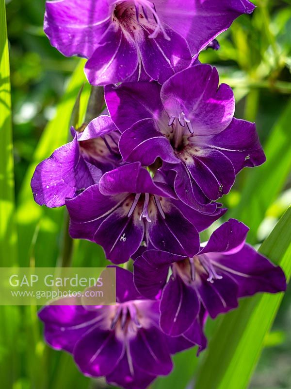 Gladiolus 'Violetta' 
