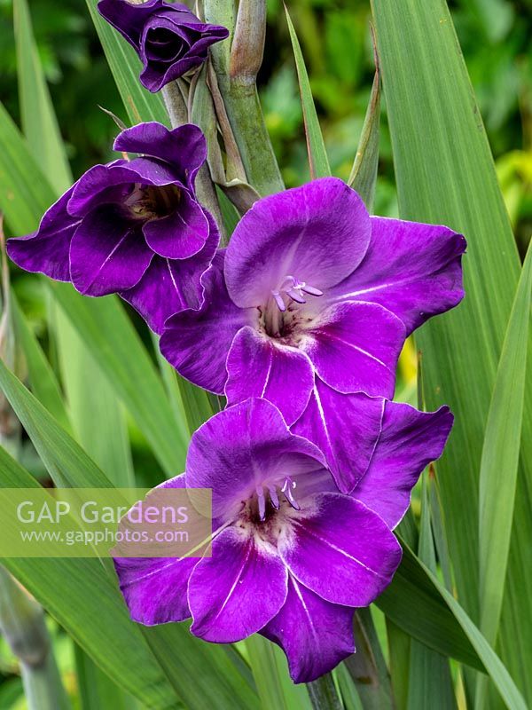 Gladiolus 'Violetta' 