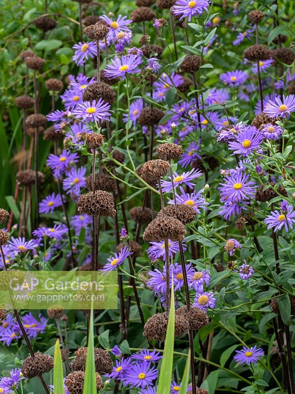 Phlomis seedheads coupled with Symphyotrichum - Aster - flowers