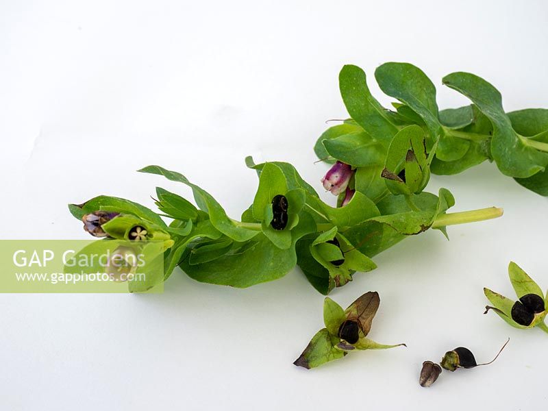 Cerinthe major 'Purpurascens' - Honeywort - seed separated from plant