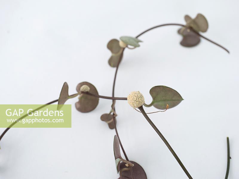 Ceropegia woodii - Rosary Vine or Chain of Hearts -  small bulbils on stem