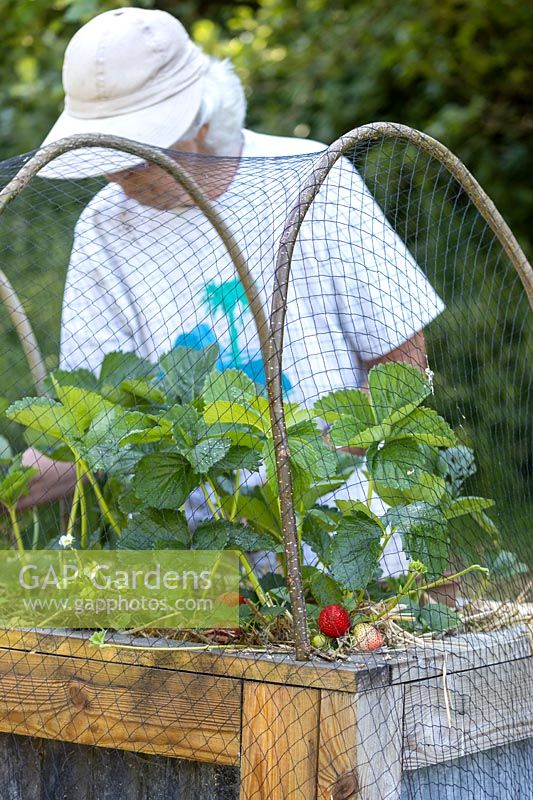 Strawberry 'Red Gauntlet' growing in raised bed with netting cover on hoops