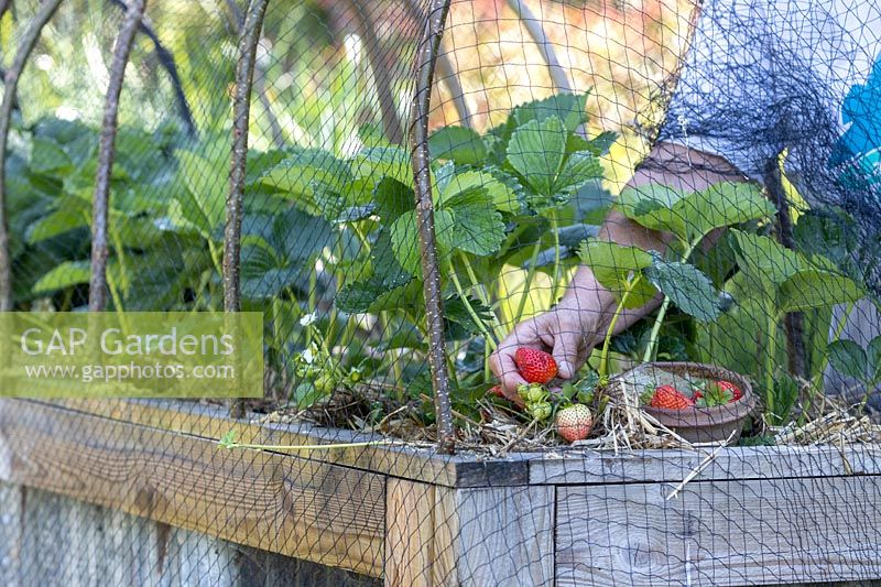 Picking ripe Strawberry 'Red Gauntlet' from a row of plants in a raised bed with netting on hoops 