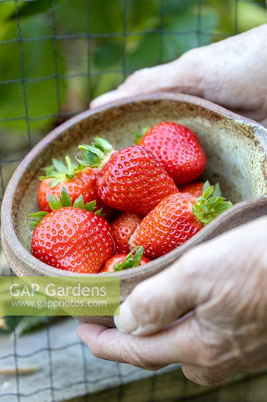 Strawberry 'Red Gauntlet', picked fruit in a bowl 
