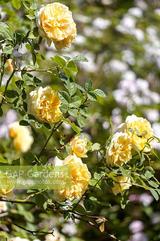 Rosa 'Goldfinch' - Rambler Rose