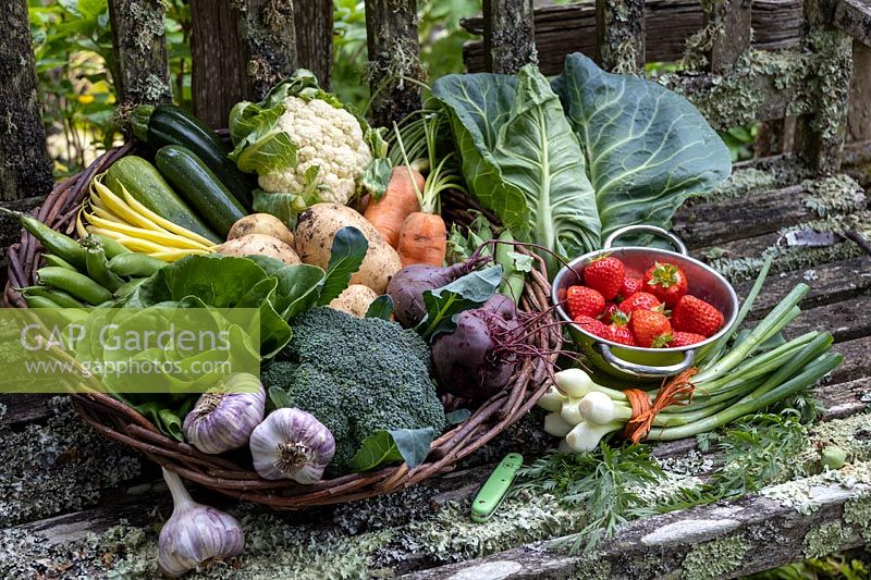 Vegetable display on lichen covered rustic bench. Garlic, Lettuce, Strawberry, Calabrese, Cabbage'Duncan', Courgette, Cauliflower, Broad Beans, Beetroot'Boltardy' 