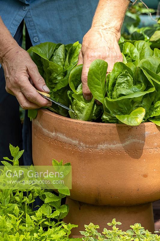 Harvesting 'Little Gem' Lettuce grown in a pot