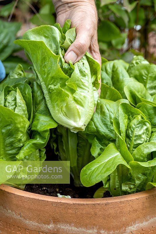 Harvesting 'Little Gem' lettuce