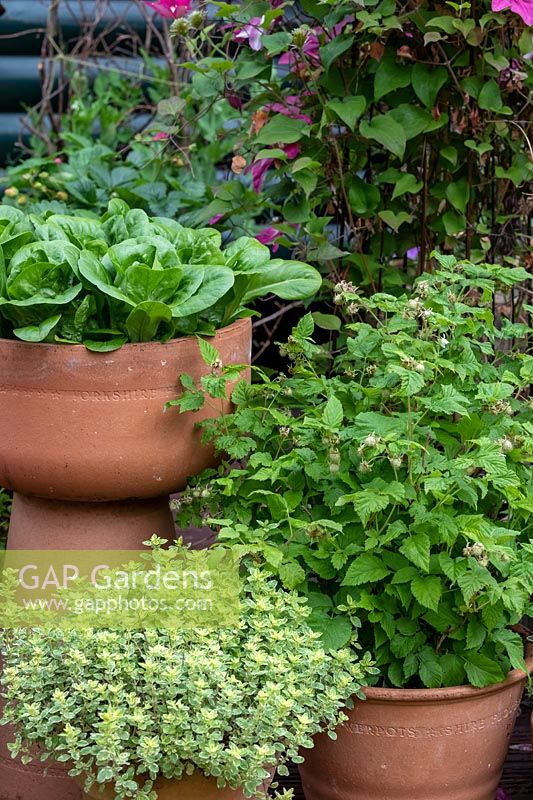 Edible garden in pots, Variegated Marjoram, Raspberry, Lettuce