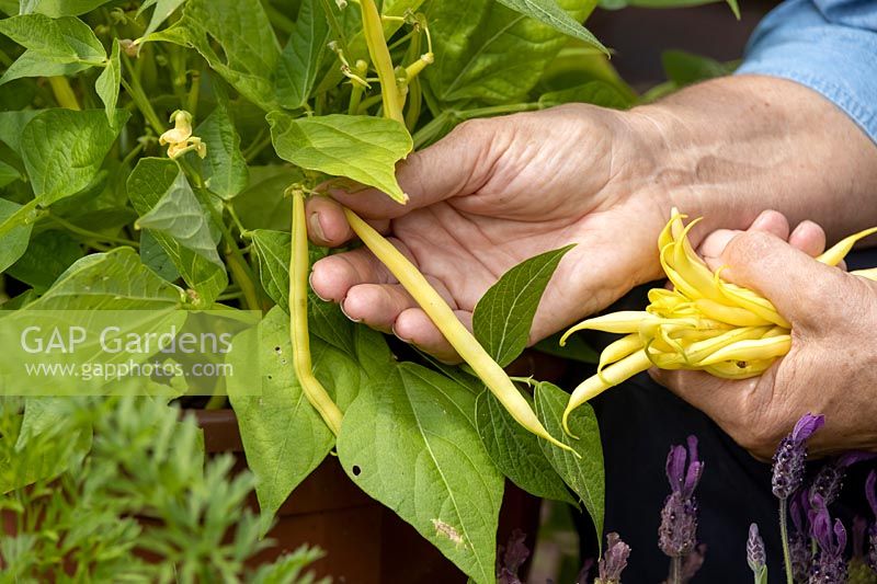 Picking dwarf French Beans grown in a terracotta pot