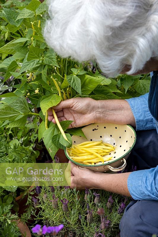 Woman picking dwarf French beans grown in a terracotta pot.