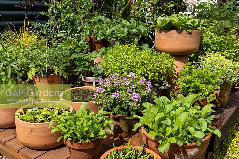Assorted vegetable and salad plants in terracotta pots on deck.
