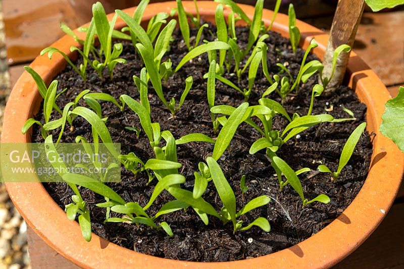 Spinach seedlings in terracotta pot. 
