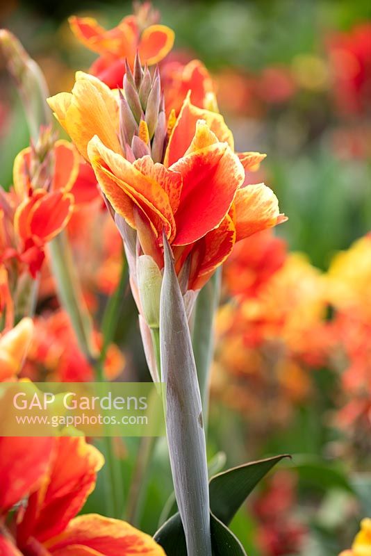 Canna 'Rosemond Coles' flower opening from grey purple buds