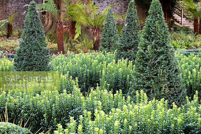 Knot garden formed from Euonymus 'Green Spire', with clipped Taxus - Yew - pyramids