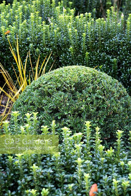 Knot garden formed from Euonymus 'Green Spire' with clipped Taxus - Yew - ball and Libertia peregrinans 