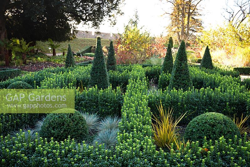 Knot garden of Euonymus 'Green Spire', containing clipped Taxus - Yew pyramids and domes, ornamental grasses and Libertia peregrinans