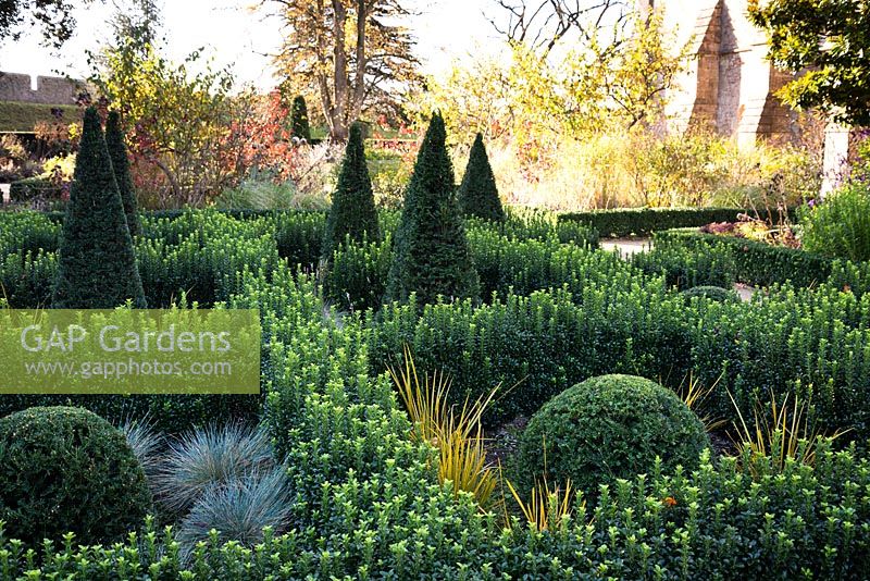 Knot garden of Euonymus 'Green Spire', containing clipped Taxus - Yew -pyramids and domes, grasses and Libertia peregrinans