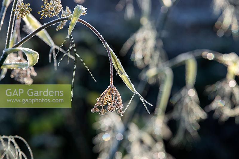 Foeniculum vulgare - Fennel - spent frosted seedhead