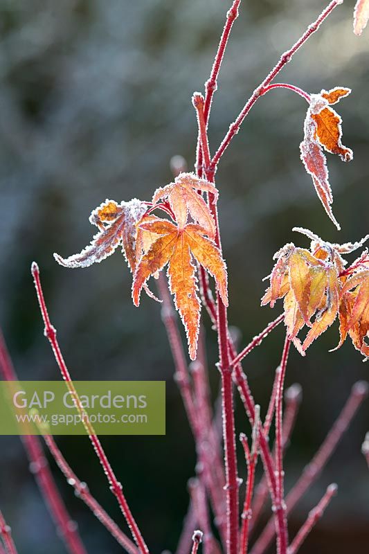 Acer - Japanese Maple - frosted red stems and leaves 