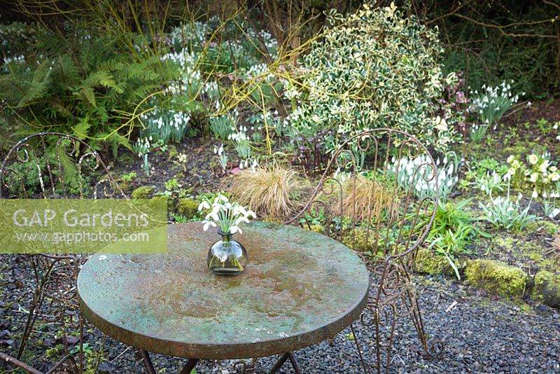 View over a metal table with a vase of Galanthus - Snowdrop - cut flowers to a mixed border full of clumps of snowdrops 