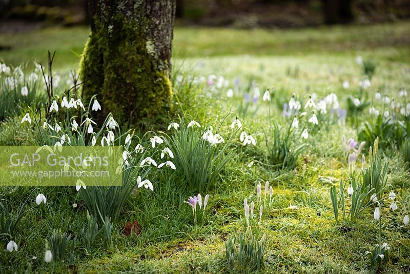 Naturalized Galanthus - Snowdrop - in grass at the base of a tree 