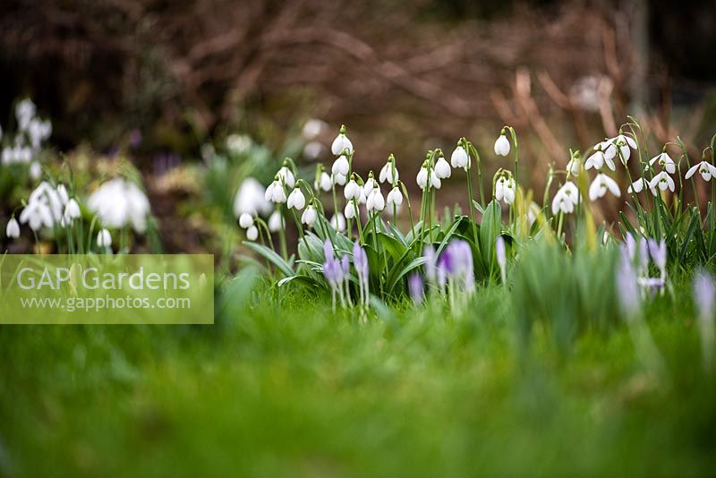 Galanthus 'Diggory' - Snowdrop - in long grass with Crocus 
