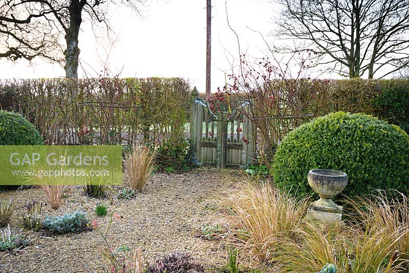 Gravel garden in March with clipped box and Pheasant grass framing an oak gate