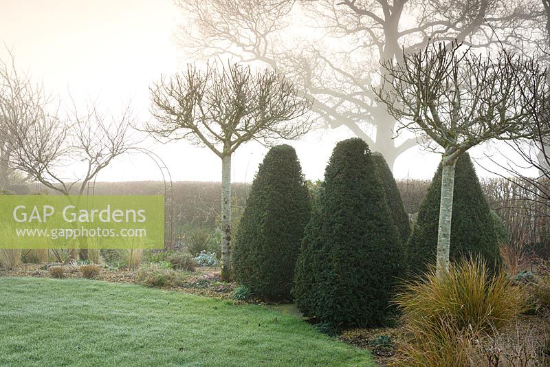 Clipped yews framed by a pair of Crataegus x lavalleei 'Carrierei' on a misty March morning