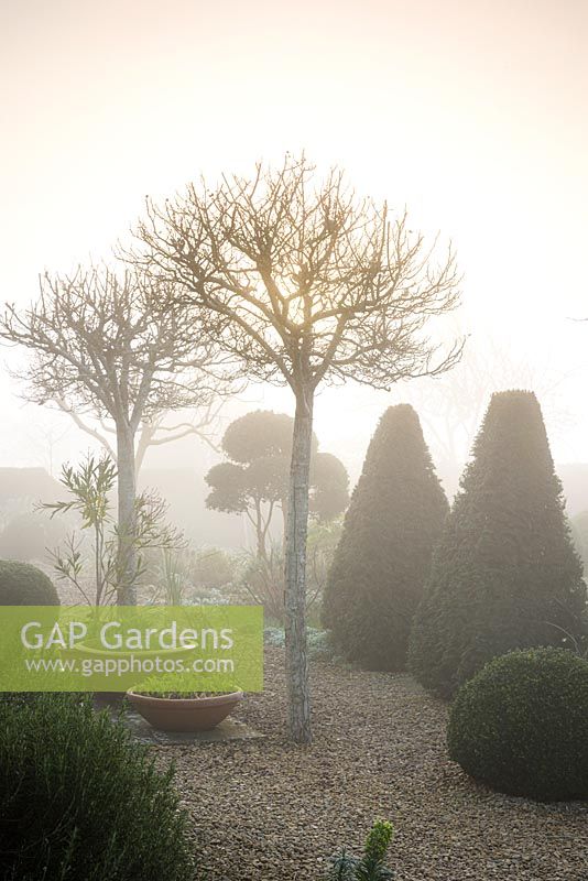 A pair of Crataegus x lavalleei 'Carrierei' surrounded by clipped evergreens including box, yew and Luma apiculata on a misty March morning