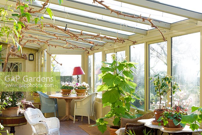 The conservatory in March with trained vine and exotics including Sparmannia africana