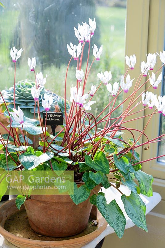 Cyclamen persicum in the conservatory in March