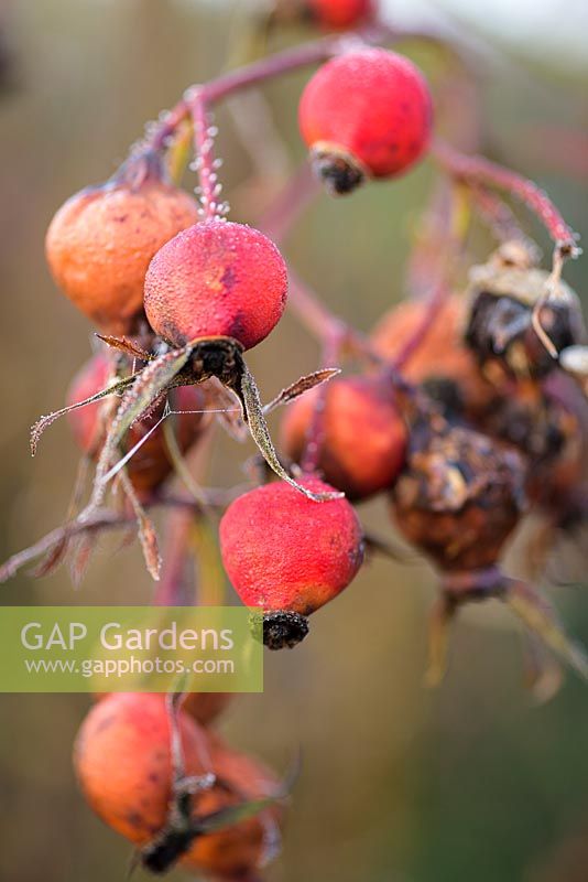Rose 'Scarlet Fire' hips in March