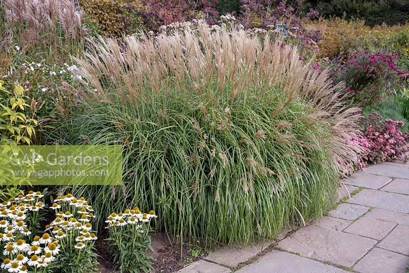 Miscanthus sinensis - Chinese Silver Grass in September. 